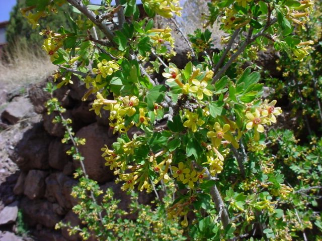Золотистая смородина (Ribes aureum) Золотистая смородина (Ribes aureum)