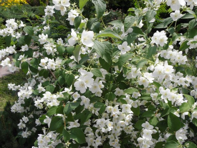 Чубушник венечный (Philadelphus coronarius) Чубушник венечный (Philadelphus coronarius)