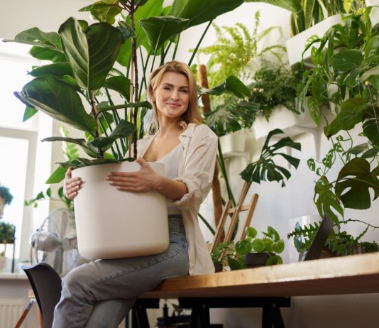 Домашние джунгли: 12 деревьев для выращивания в квартире