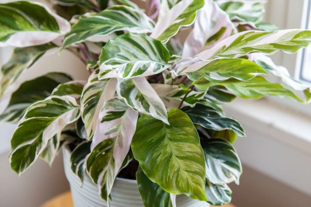 Калатея «Вайт Фьюжен» (Calathea 'White Fusion') Калатея «Вайт Фьюжен» (Calathea 'White Fusion')