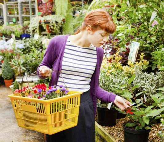 Дорогие и проблемные: 10 редких комнатных растений, которые не стоят своих денег