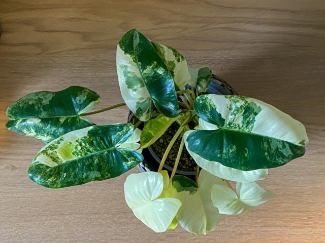 Филодендрон «Бурле Маркс Вариегата» (Philodendron 'Burle Marx Variegata') Филодендрон «Бурле Маркс Вариегата» (Philodendron 'Burle Marx Variegata')
