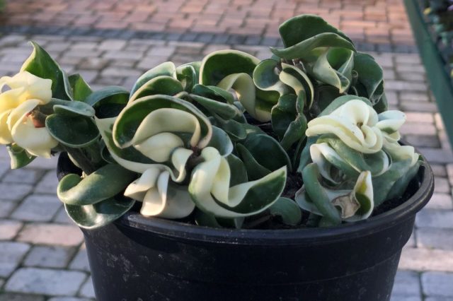 Хойя «Компакта Вариегата» (Hoya carnosa 'Compacta Variegata') Хойя «Компакта Вариегата» (Hoya carnosa 'Compacta Variegata')