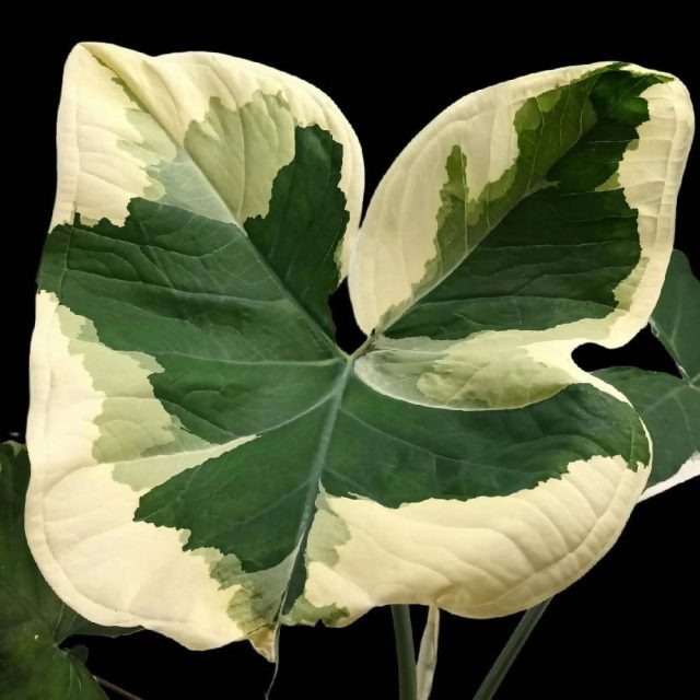 Алоказия альбомаргината «Микки Маус» (Alocasia albomarginata 'Mickey Mouse') Алоказия альбомаргината «Микки Маус» (Alocasia albomarginata 'Mickey Mouse')