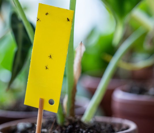 Как избавиться от мошек на комнатных цветах — эффективные и безопасные методы