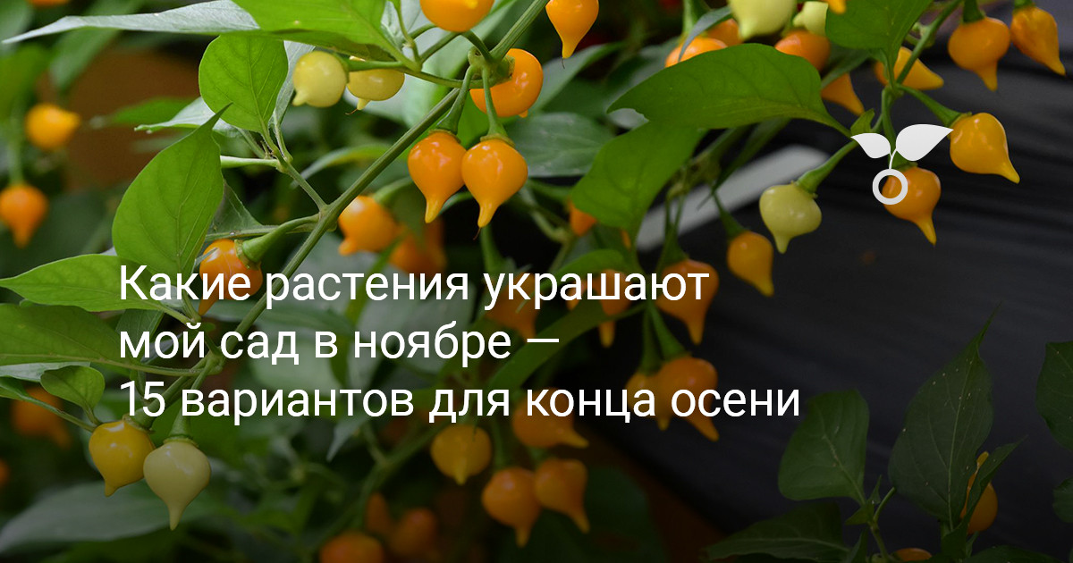 Какие растения украшают мой сад в ноябре — 15 вариантов для конца осени — Ботаничка