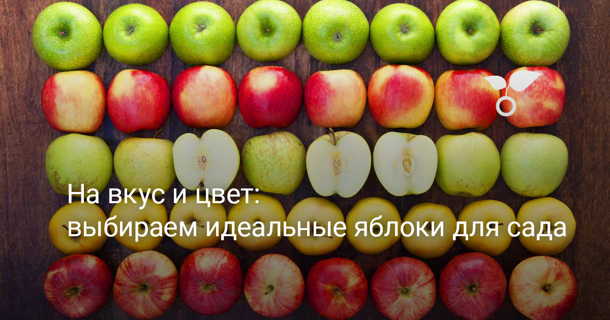 На вкус и цвет: выбираем идеальные яблоки для сада — Ботаничка