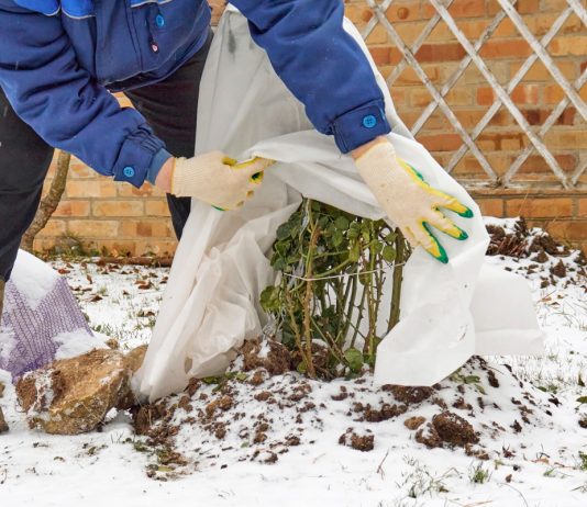 Отвечаем на главные вопросы об укрытии роз — готовимся к зимовке без сомнений - Цветник и ландшафт Отвечаем на главные вопросы об укрытии роз — готовимся к зимовке без сомнений