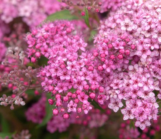 Подробный гид по спиреям: какую выбрать для своего сада - Цветник и ландшафт Подробный гид по спиреям: какую выбрать для своего сада