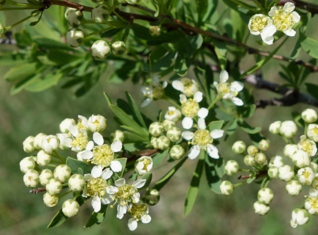 Спирея зверобоелистная (Spiraea hypericifolia) Спирея зверобоелистная (Spiraea hypericifolia)
