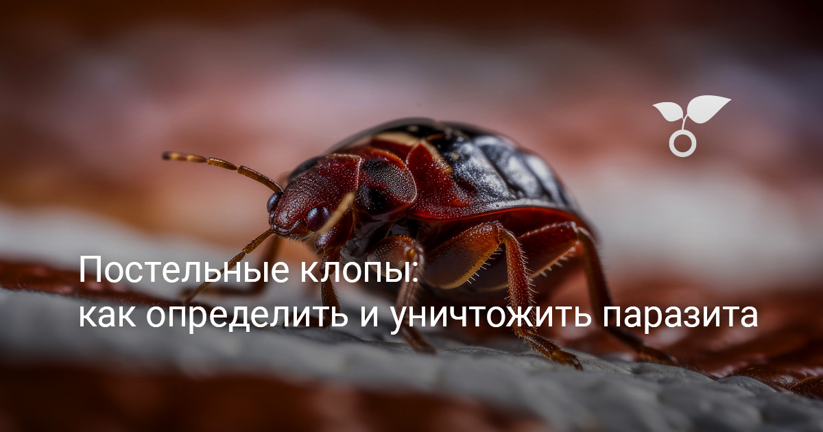 Постельные клопы: как определить и уничтожить паразита — Ботаничка