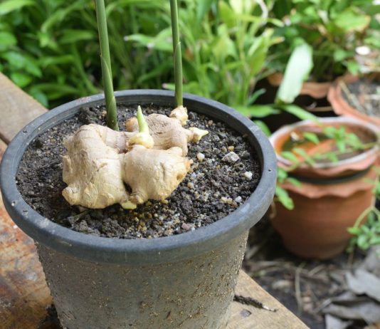 Пряный имбирь в домашних условиях — подробная инструкция выращивания - Комнатные растения Пряный имбирь в домашних условиях — подробная инструкция выращивания