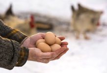 Птицеводство без потерь: как сохранить яйценоскость курицы зимой