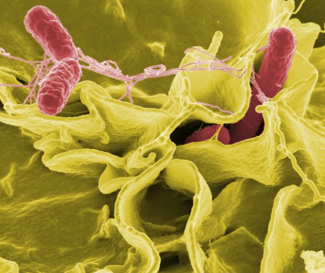 Сальмонеллез - инфекционное заболевание, которое вызывают бактерии рода Salmonella Сальмонеллез - инфекционное заболевание, которое вызывают бактерии рода Salmonella