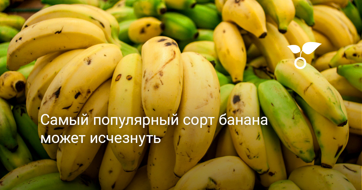 Екі адам семіз әйелді сиқырлайды