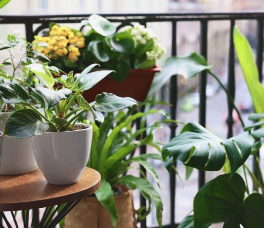 Скоростные заросли: 10 быстрорастущих комнатных растений