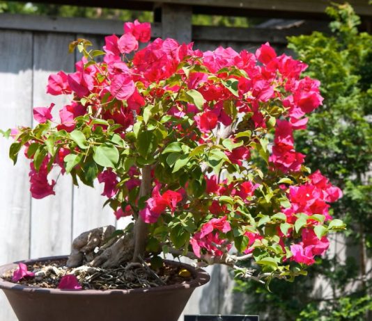 Тропические краски: цветущие деревья для контейнерного выращивания