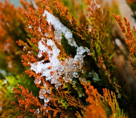 Ветровой ожог, или иссушение листьев — как предотвратить гибель вечнозеленых растений зимой - Цветник и ландшафт Ветровой ожог, или иссушение листьев — как предотвратить гибель вечнозеленых растений зимой