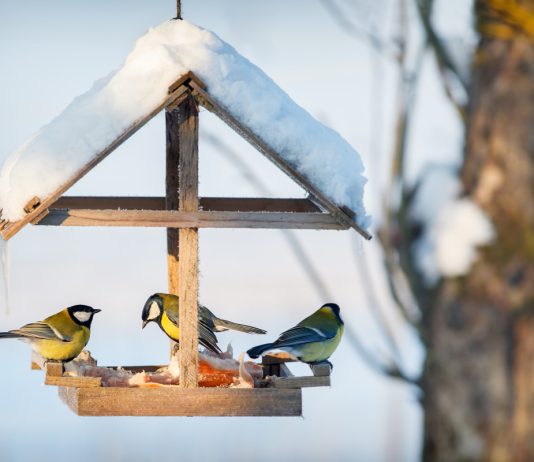 Забота о братьях меньших, или Как помочь полезным обитателям сада пережить зиму - Животные Забота о братьях меньших, или Как помочь полезным обитателям сада пережить зиму