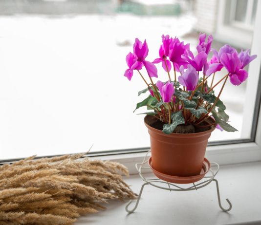 Зимний цветок: уход за спящим цикламеном летом и правильное пробуждение осенью