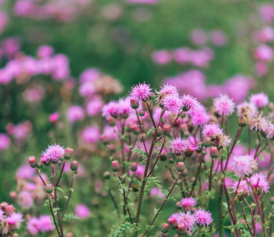 «Зловонные газы ишака» и другие забавные названия растений