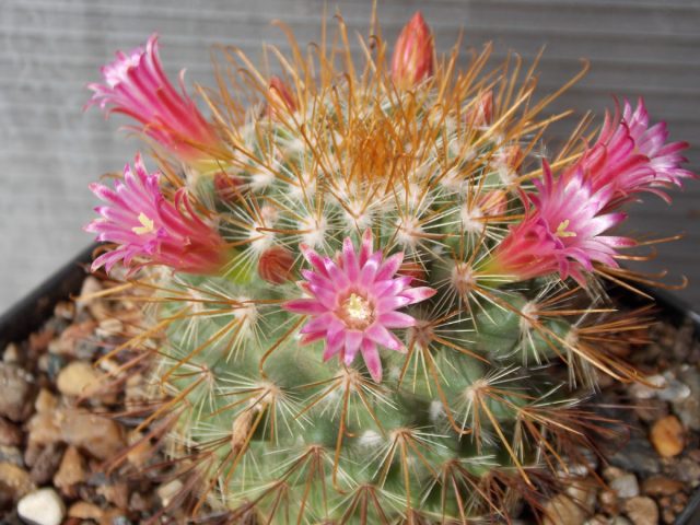 Популярный кактус маммилярия (Mammillaria) называют «сосчатым кактусом»