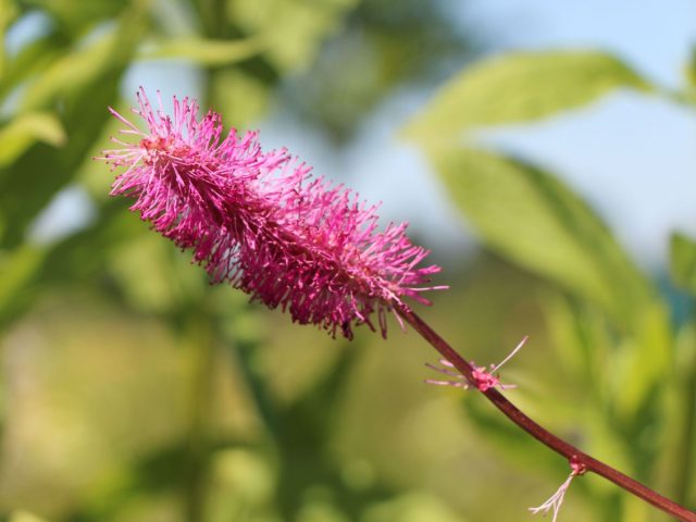 Кровохлебка тупая (Sanguisorba obtusa), она же кровохлебка туполистная