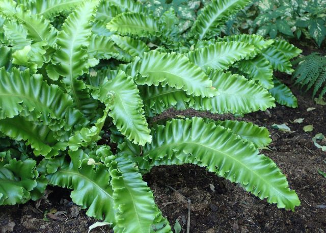 Асплениум сколопендриум (Asplenium scolopendrium)