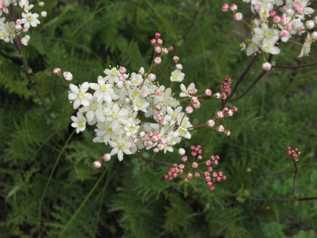 Филипендула (Filipendula)
