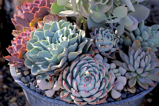 Эхеверия чихуахуензис (Echeveria chihuahuensis)