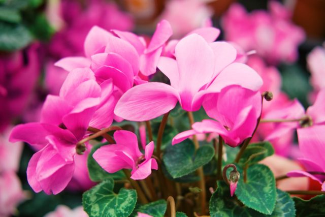 Аккурат в хмурое время года Цикламен (Cyclamen) радует нас своими невесомыми, будто крылатыми, цветками-бабочками