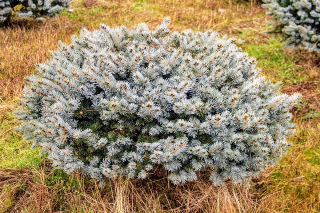 Ель колючая «Глаука Глобоза» (Picea pungens 'Glauca Globosa')