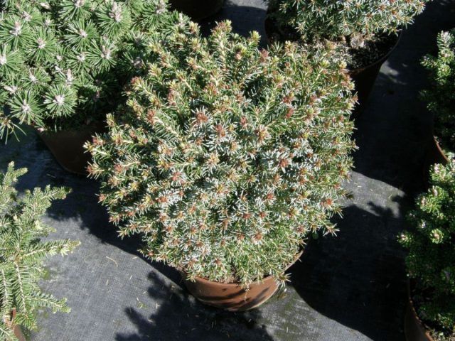 Ель канадская «Блю Планет» (Picea glauca 'Blue Planet')
