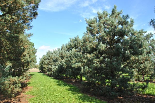 Сосна обыкновенная «Глаука» ('Glauca')