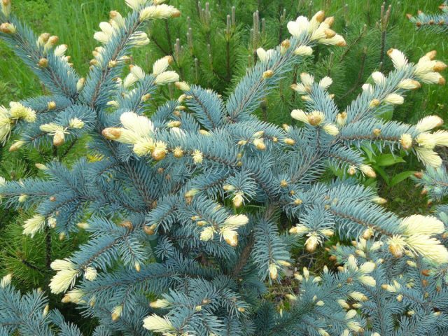Ель колючая «Биалобок» (Picea pungens 'Bialobok')