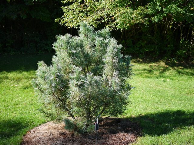 Сосна кедровая стланиковая «Глаука» ('Glauca')