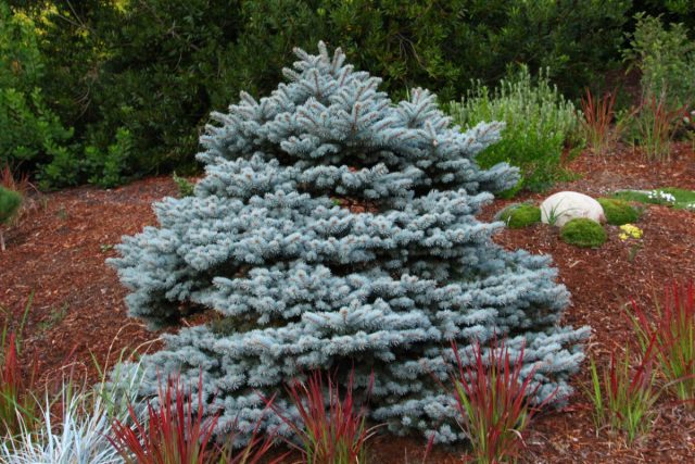 Ель колючая «Монтгомери» (Picea pungens 'Montgomery')