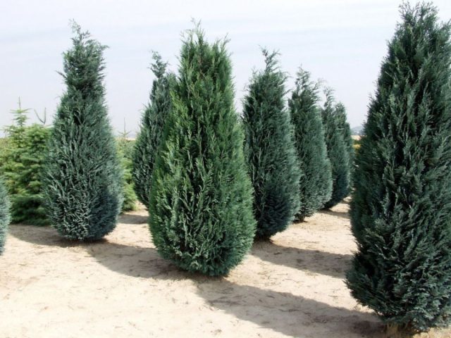 Кипарисовик Лавсона «Колумнарис» ('Columnaris')