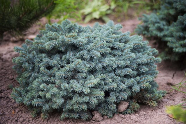 Ель колючая «Вальдбрун» (Picea pungens 'Waldbrunn')