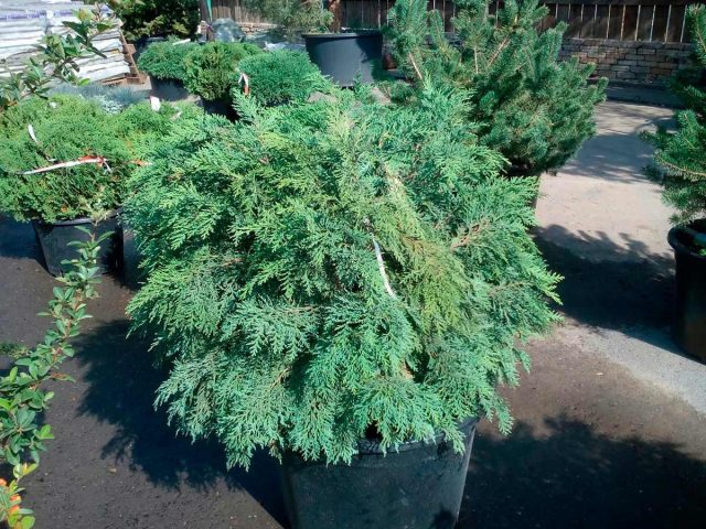 Кипарисовик Лавсона «Глобоза» (Chamaecyparis lawsoniana 'Globosa')