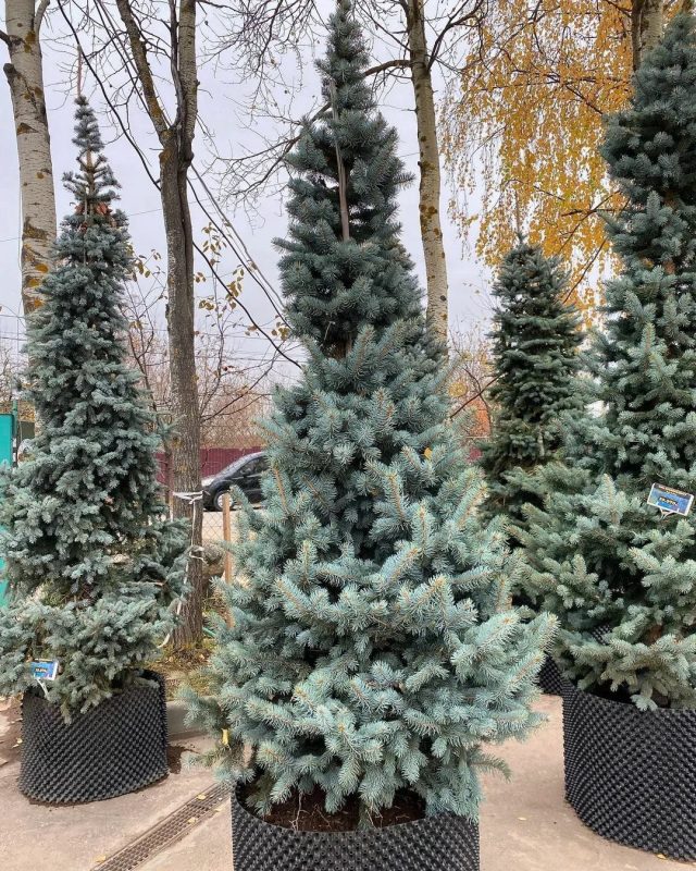 Ель колючая «Шовенхорст» (Picea pungens 'Schovenhorst')