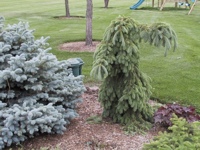 Ель колючая «Глаука Пендула» ('Glauca Pendula')