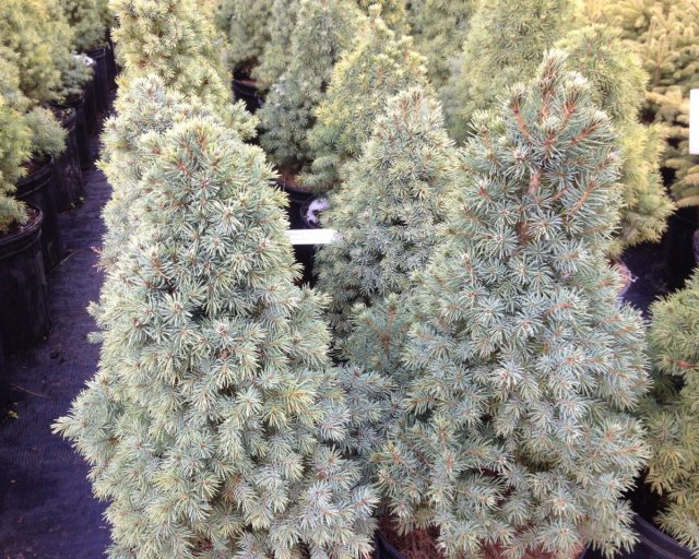 Ель канадская «Альберта Блю» (Picea glauca 'Alberta Blue')