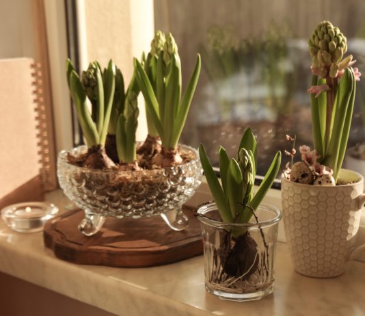 Цветение среди зимы: правильная выгонка луковичных растений - Красивоцветущие Цветение среди зимы: правильная выгонка луковичных растений