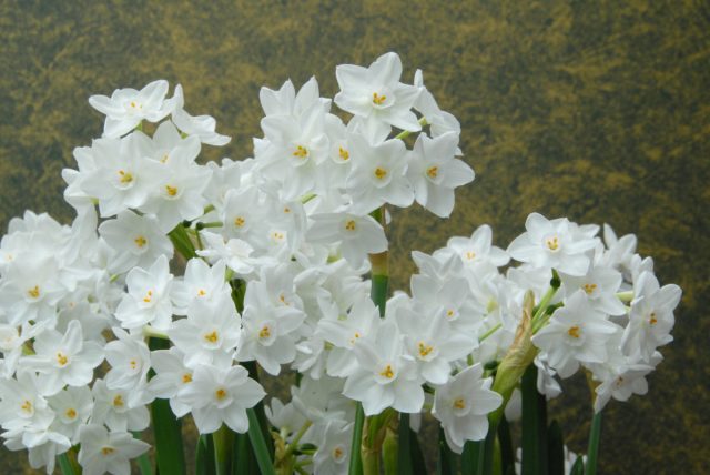 Букетные нарциссы (Narcissus tazetta) отличаются сильным ароматом и множеством цветков Букетные нарциссы (Narcissus tazetta) отличаются сильным ароматом и множеством цветков