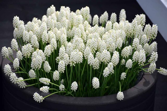 Миниатюрные мускари (Muscari) очаровывают красотой, приятным запахом и простотой в уходе Миниатюрные мускари (Muscari) очаровывают красотой, приятным запахом и простотой в уходе