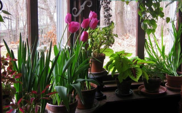 Красочные тюльпаны (Tulipa) станут отличным сезонным украшением любого дома и даже самых маленьких квартир Красочные тюльпаны (Tulipa) станут отличным сезонным украшением любого дома и даже самых маленьких квартир