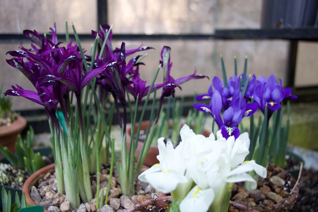 Прекрасный миниатюрный ирис сетчатый (Iris reticulata) украсит небольшие пространства Прекрасный миниатюрный ирис сетчатый (Iris reticulata) украсит небольшие пространства