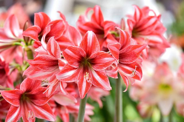 Гиппеаструм (Hippeastrum) славится крупными, эффектными цветами, усеивающими верхушки прочных стеблей Гиппеаструм (Hippeastrum) славится крупными, эффектными цветами, усеивающими верхушки прочных стеблей