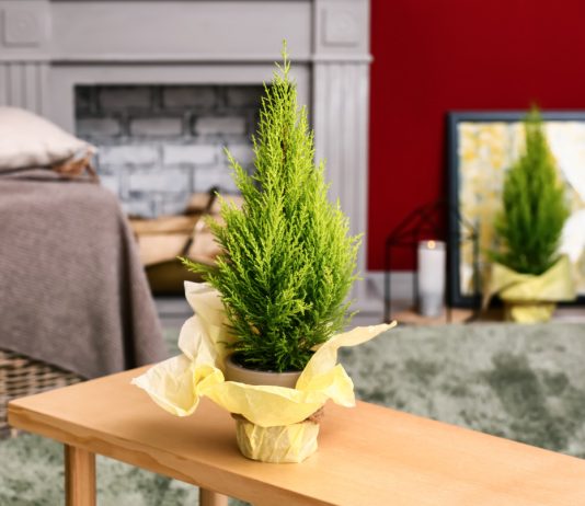 Домашняя елка: хвойные растения, которые можно выращивать в квартире